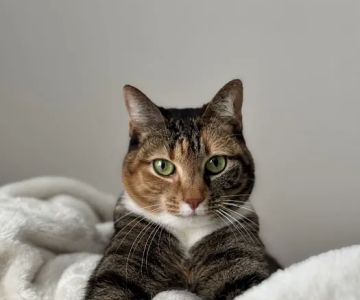 UrgentVet