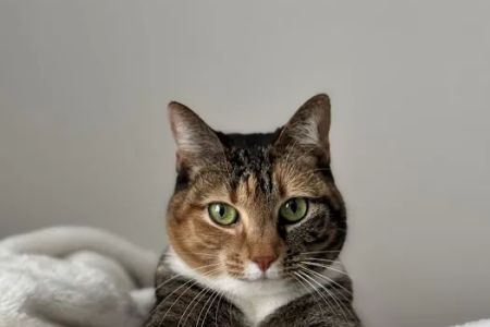 UrgentVet