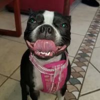 Colony Animal Hospital ico
