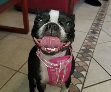 Colony Animal Hospital
