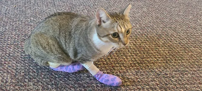 Colony Animal Hospital 7