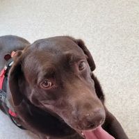 Pine Meadow Veterinary Hospital ico