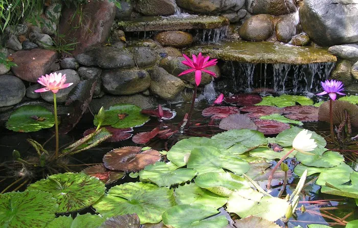 Water Garden Gems Garden Center 7