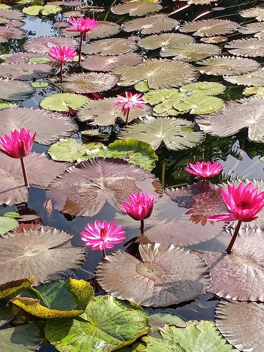Water Garden Gems Garden Center 4
