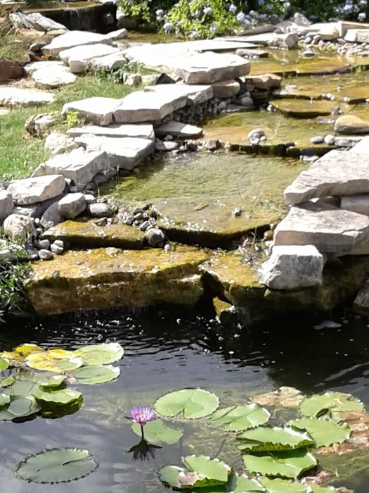 Water Garden Gems Garden Center 9