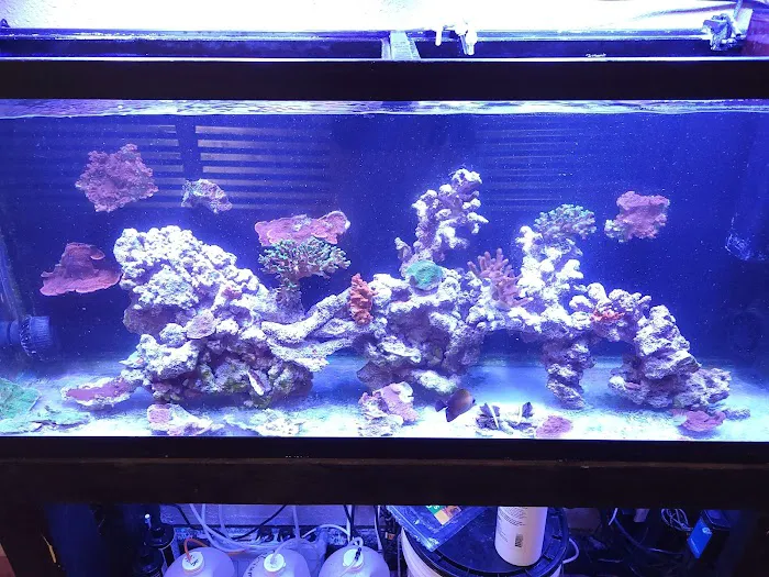 CenTex Reefers “Affordable Aquarium Maintenance, Service & Care” 9