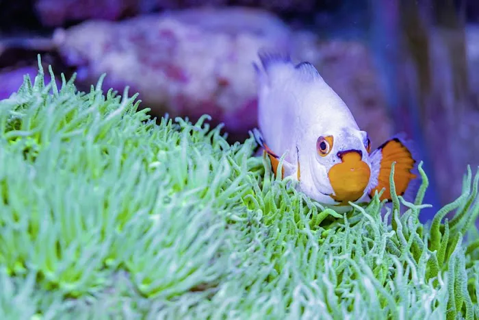 CenTex Reefers “Affordable Aquarium Maintenance, Service & Care” 6