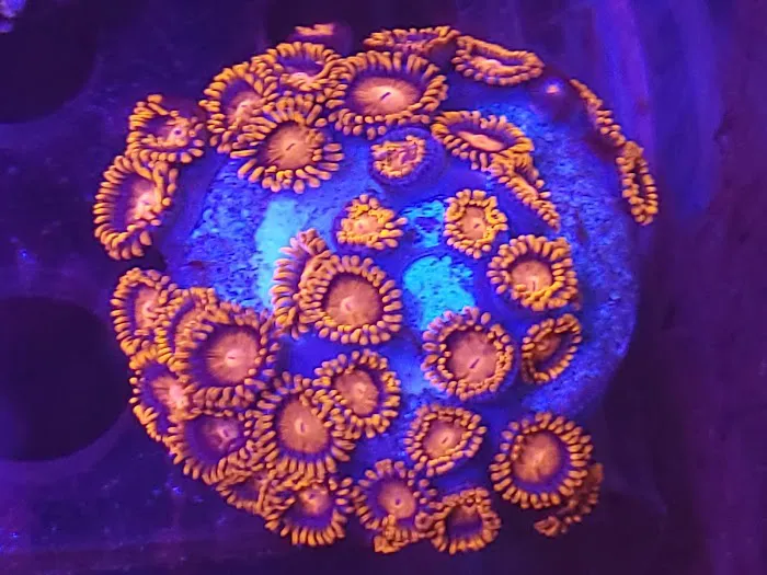 CenTex Reefers “Affordable Aquarium Maintenance, Service & Care” 8
