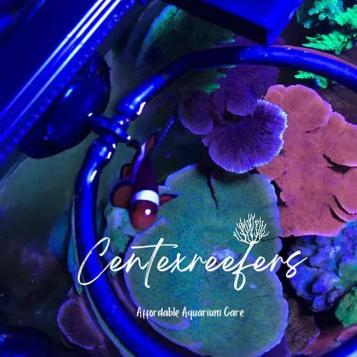 CenTex Reefers “Affordable Aquarium Maintenance, Service & Care” 3