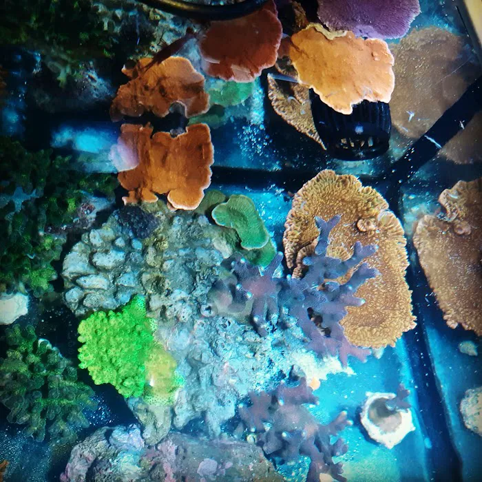CenTex Reefers “Affordable Aquarium Maintenance, Service & Care” 10