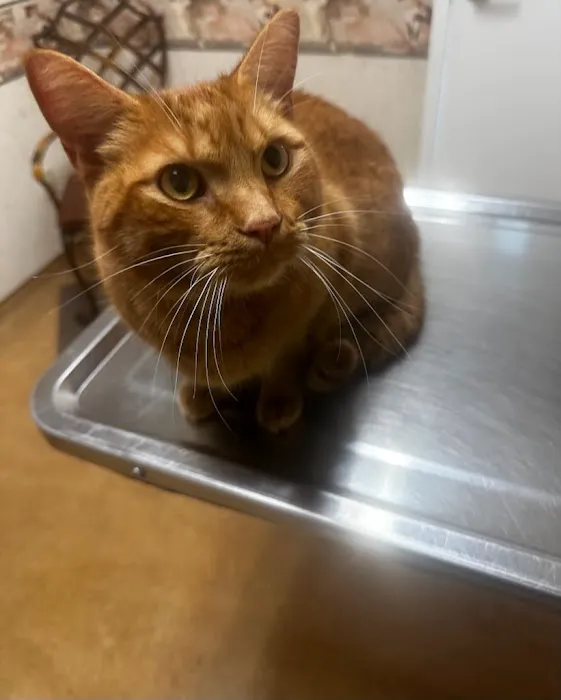 Armistead Avenue Veterinary Hospital 12