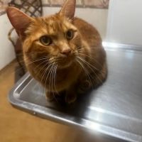 Armistead Avenue Veterinary Hospital ico