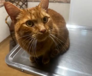 Armistead Avenue Veterinary Hospital