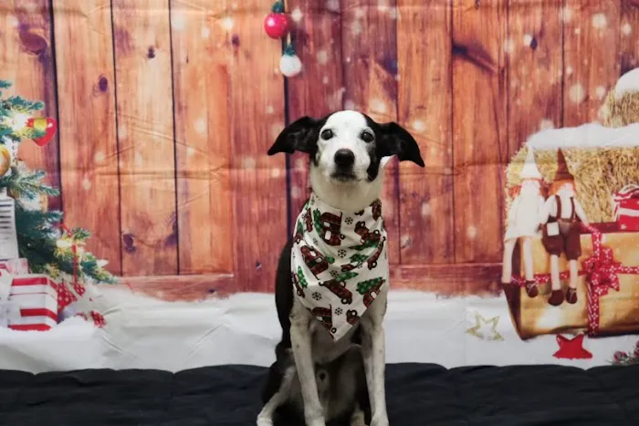 Armistead Avenue Veterinary Hospital 12