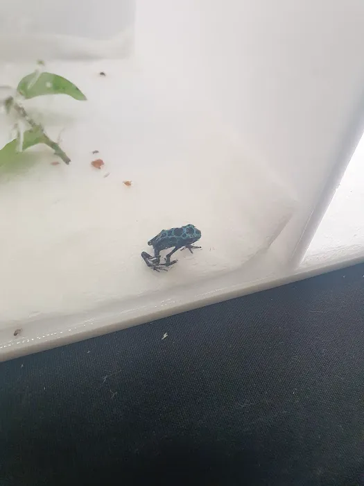Texas Reptile Expos 1