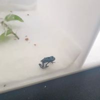 Texas Reptile Expos ico