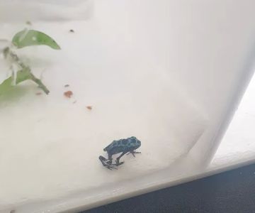 Texas Reptile Expos