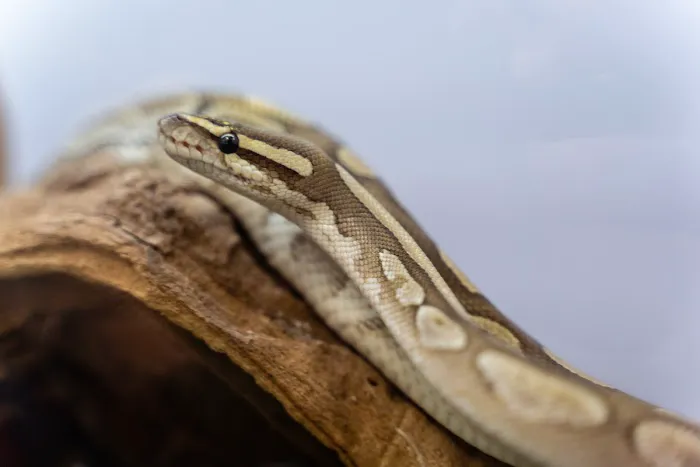 Texas Reptile Expos 10