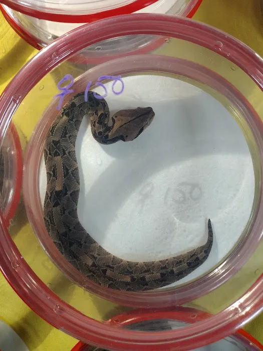 Texas Reptile Expos 4