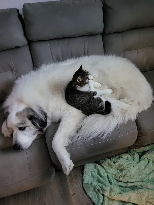 Freed Veterinary Hospital 12