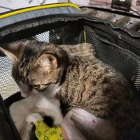 Freed Veterinary Hospital ico