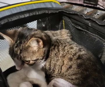 Freed Veterinary Hospital