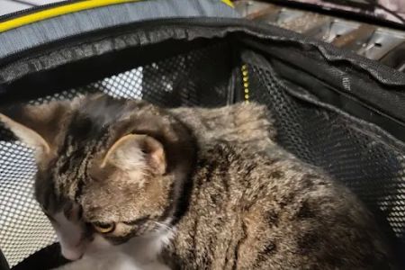 Freed Veterinary Hospital