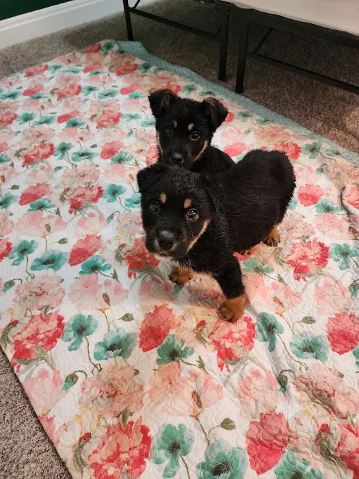 Pet Supplies Plus Seguin 6