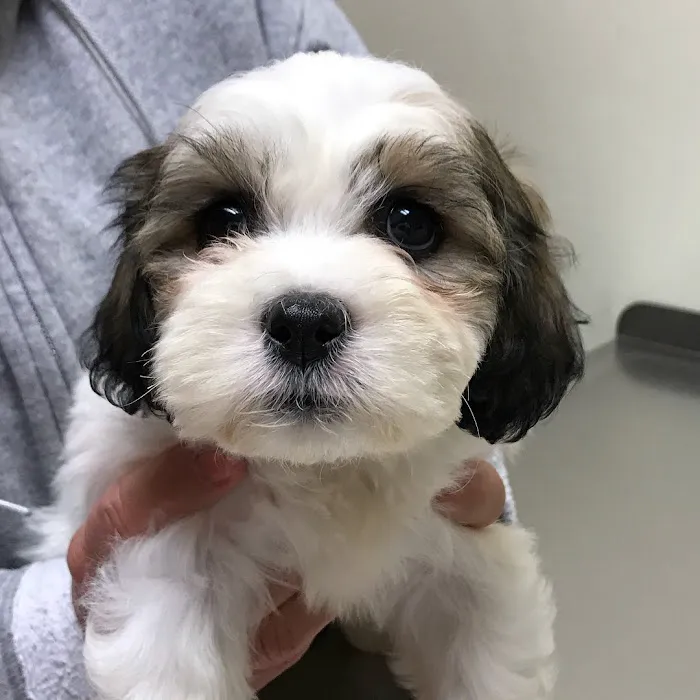 Magruder Tabb Animal Clinic 12