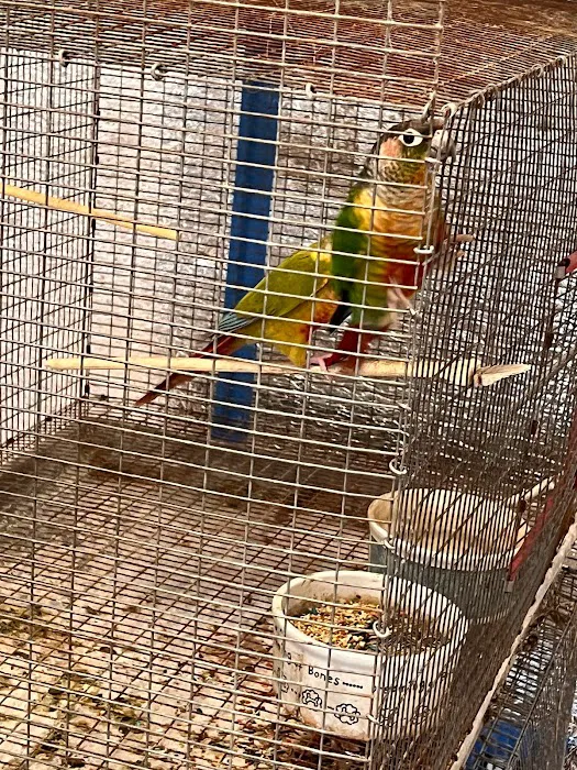 CS Bird Aviary Farm & More 2