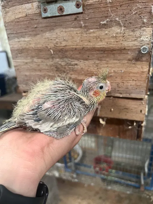 CS Bird Aviary Farm & More 6
