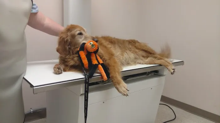 Animal Emergency Center 12