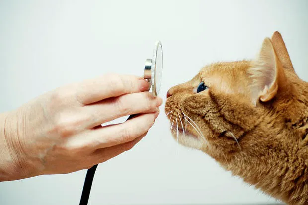 Animal Emergency Center 12