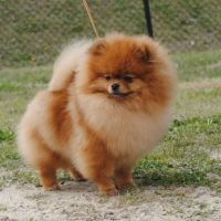 Animal Emergency Center ico