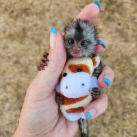 Janda Exotics Animal Ranch ico