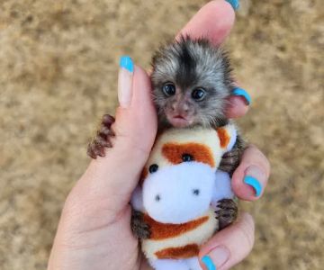 Janda Exotics Animal Ranch