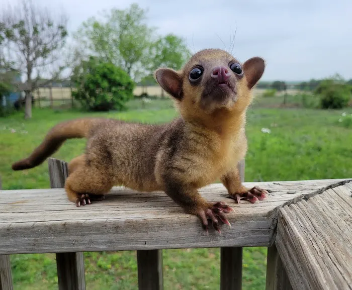 Janda Exotics Animal Ranch 2