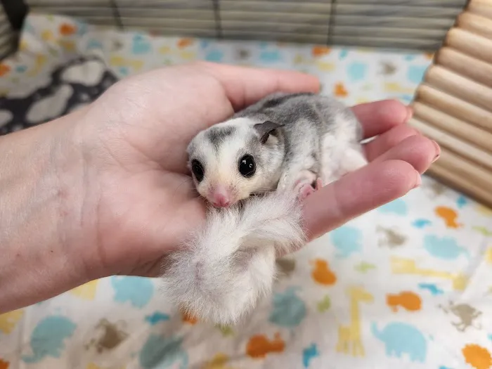 Janda Exotics Animal Ranch 9
