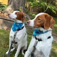Animal Medical Care Center ico