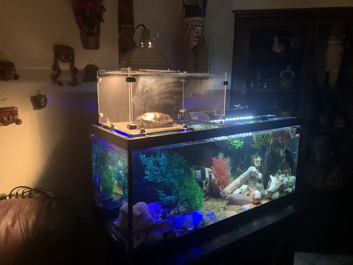 Gecko World Austin 10