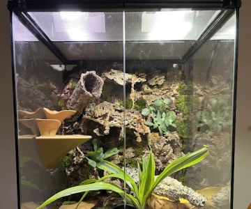 Gecko World Austin