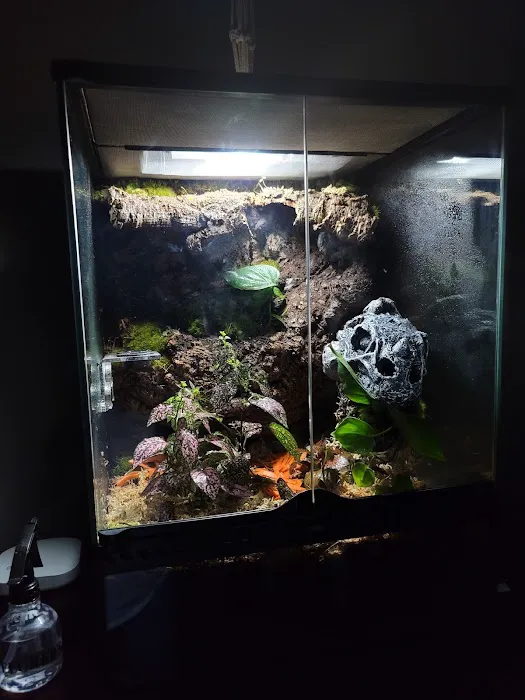 Gecko World Austin 4