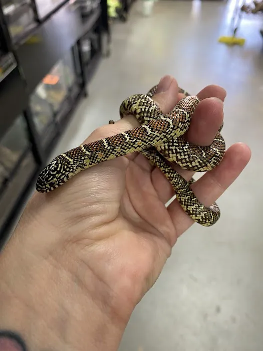 Gecko World Austin 8