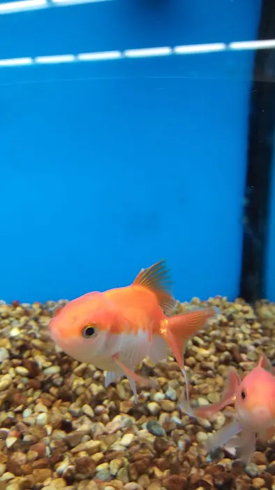 Petco 9