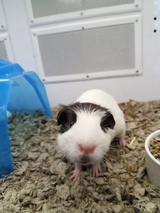 Petco 1