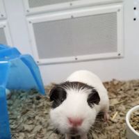 Petco ico