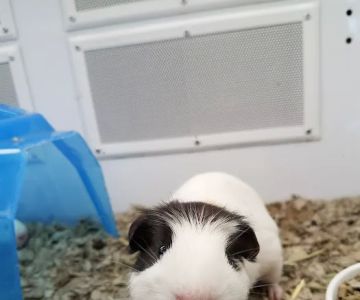 Petco