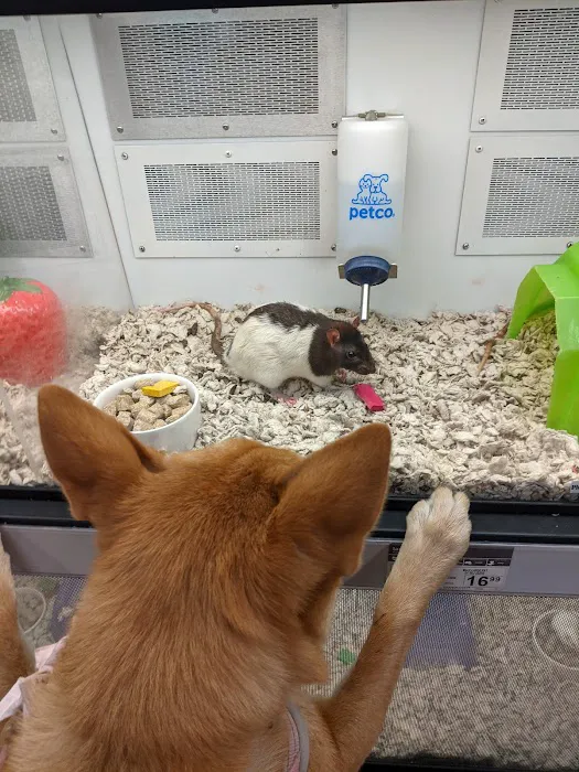 Petco 6
