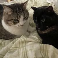 Small Paws Veterinary Clinic ico