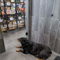 Paws on Chicon ico